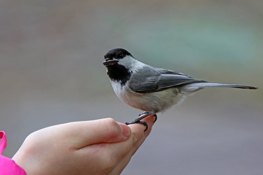 M&eacute;sange &agrave; t&ecirc;te noire