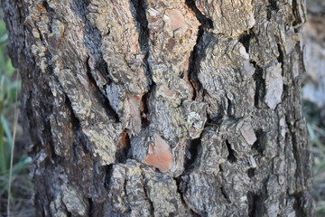 Tronco de árbol