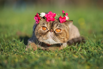exotic shorthair cat in a flower crown outdoors