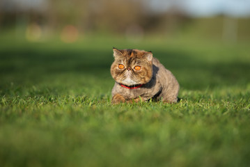 Naklejka na ściany i meble tabby exotic shorthair cat lying down outdoors