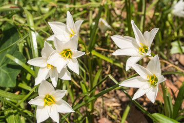 Zephyranthes minuta is a plant species as Zephyranthes grandiflora.