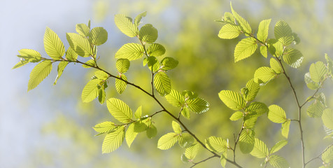Banner mit frischen Buchenblätter