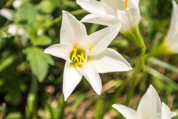 Zephyranthes minuta is a plant species as Zephyranthes grandiflora.