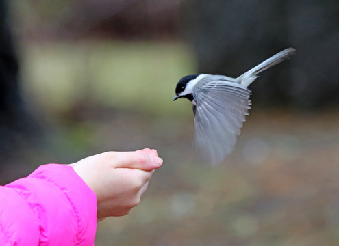 M&eacute;sange &agrave; t&ecirc;te noire