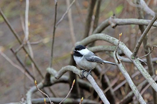 M&eacute;sange &agrave; t&ecirc;te noire