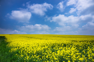 Landwirtschaft mit Raps