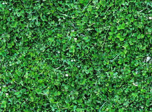 Natural Seamless background of trefoils top view. Bright green Texture of the Solitary blades of grass between