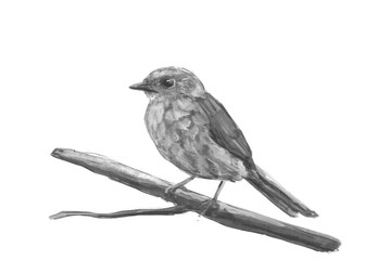 Illustration of a Dunnock. Digital painting.