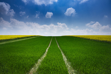 Landwirtschaft mit Raps