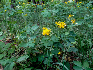 Wild healing plant celandine with yellow flowers. Glade with a growing celandine in the forest