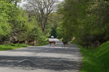 Foto op Plexiglas Ree Reeën die de weg oversteken met auto op de achtergrond. Weg gooi het bos.