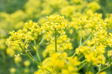 Yellow wildflowers. Selective focus.
