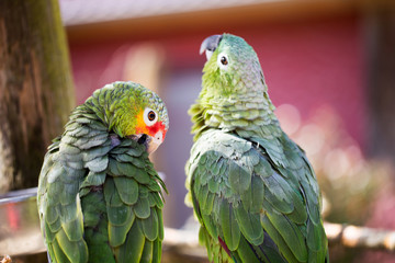 Parrot portrait of bird. Wildlife scene from tropic nature.
