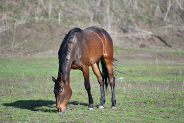 Horses at the farm
