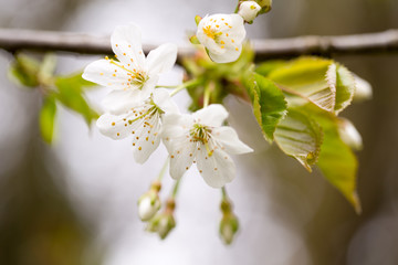 Cherry blossom in spring for background.