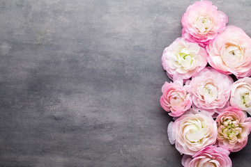 Pink beautiful ranunculus on gray background.
