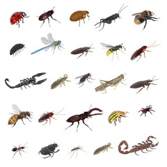 realistic 3d render of insect - large collection - obrazy, fototapety, plakaty