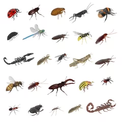 Foto op Plexiglas realistic 3d render of insect - large collection © bescec