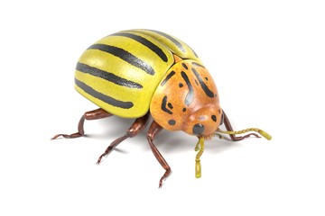 realistic 3d render of potato beetle
