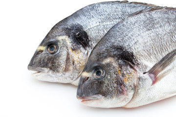 Fresh bream sea isolated on white background.