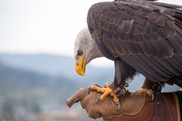 Portrait of a bald eagle on grass.