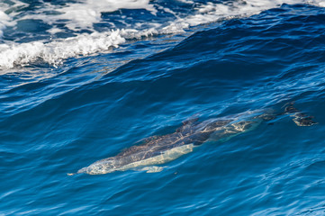 Dolphin jumping outside the sea