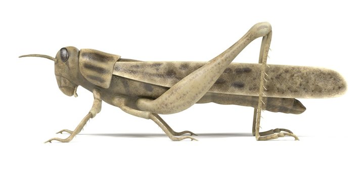 realistic 3d render of grasshopper