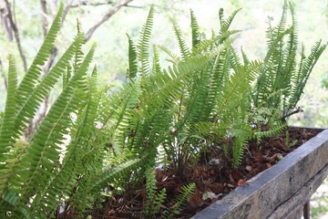 Fototapeta premium Closeup ferns in the stone vase