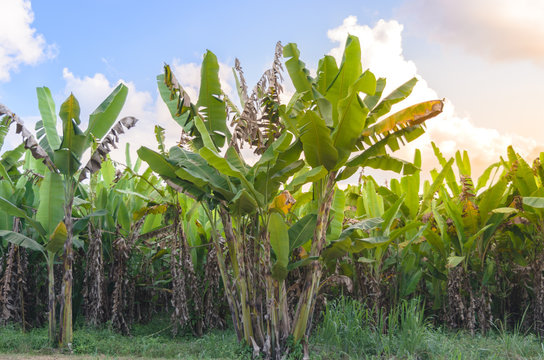 Banana tree plantation with sunshine.