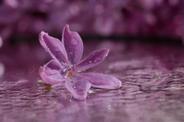 Obraz na płótnie Canvas lilac flower in dew drops. Spring floral background