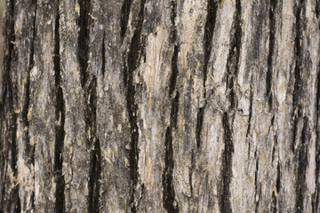 Bark background.
