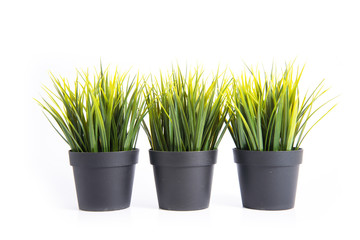 Decorative grass in flowerpot with white background