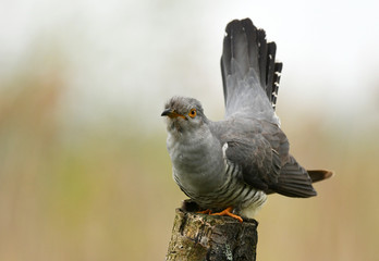 Common cuckoo (Cuculus canorus)