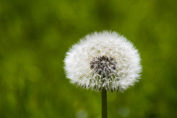 Isolated overblown dandelion on meadow with green grass