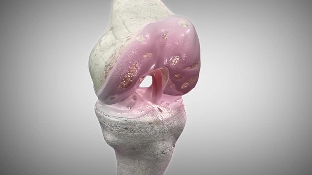 The knee is the largest joint in the human body, and bears almost all of the body's weight. http://www.polymime.com