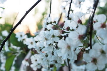 flowering apple tree with bright white flowers