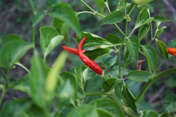 Red fresh chili