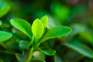 Fresh of natural with green leave in garden