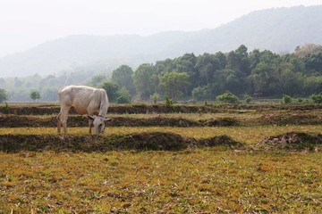 Cow foraging on the rice field. Life of mammal.