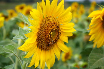 sunflower in garden.