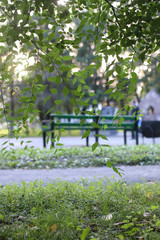 Naklejka premium park leaf sun