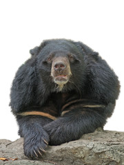 asiatic black bear on the rock