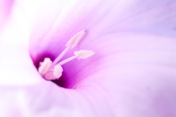 Closeup Flower's pollen.
