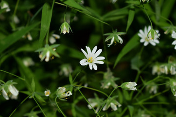 Дикие цветы