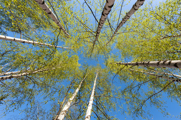 Fototapeta premium Cienkie pnie brzóz srebrnych ze świeżymi zielonymi liśćmi na tle błękitnego nieba