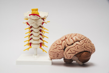 Artificial brain and spine model