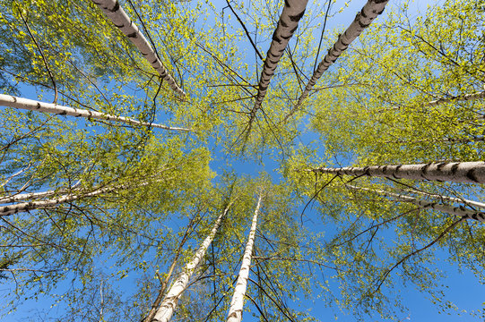 Thin trunks of silver birches with fresh green foliage against the background of the blue sky