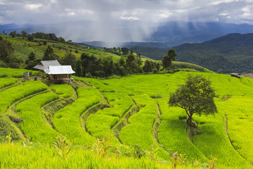 Obraz premium Green rice terrace field with big tree and cloudy sky in rainy season.
