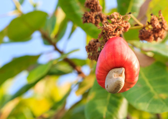 Cashew nuts growing on a tree This extraordinary nut grows outside the fruit
