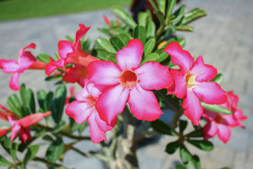 Pink flowers bloom in the garden.